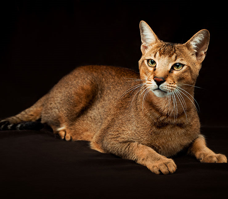 gato Chausie