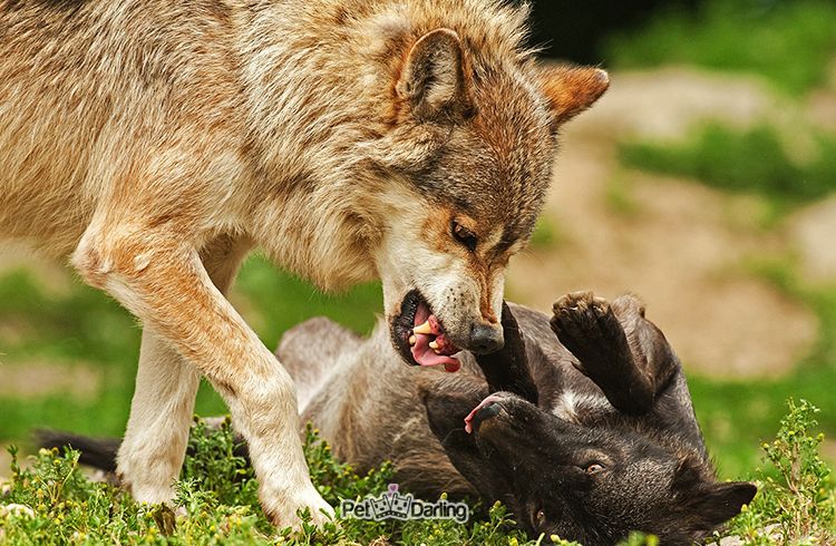 30 hechos sobre perros impactantes que no conocias