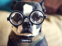 30 hechos sobre perros impactantes curiosos