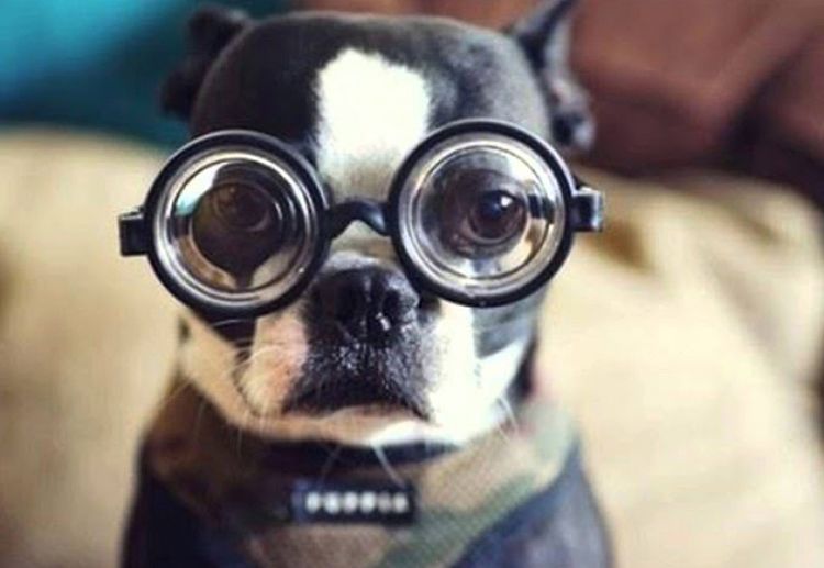 30 hechos sobre perros impactantes curiosos