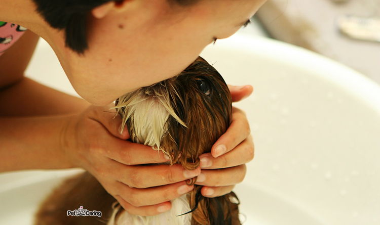 30 hechos sobre perros que no conocias