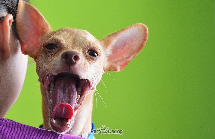 30-hechos-sobre-perros