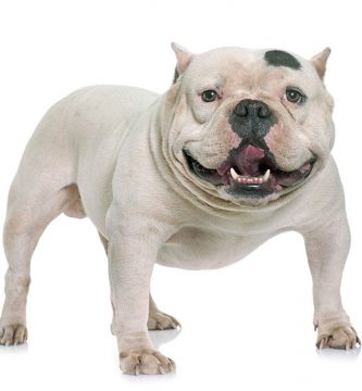 American bully