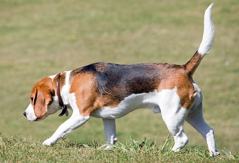 perro-beagle