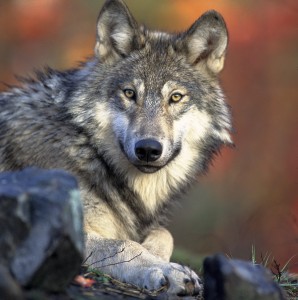 Fuerza de la morida del lobo con BFQ de 136
