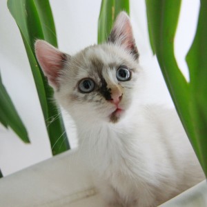 Gato con mancha blanca extensiva no es sordo