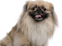 pekinés