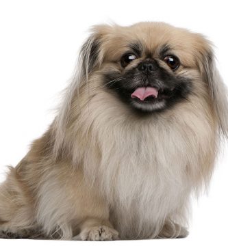 pekinés