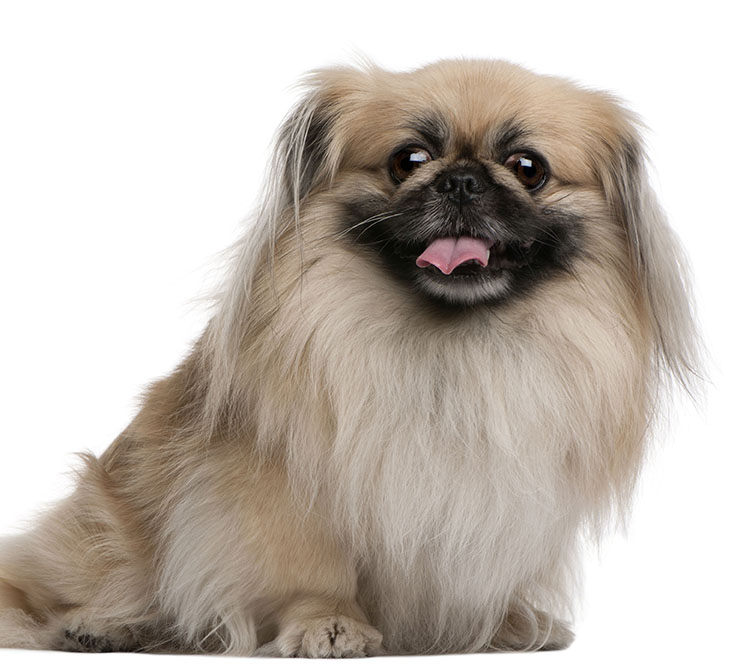 pekinés