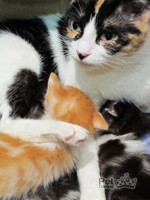 Gata tricolor calico con sus crias