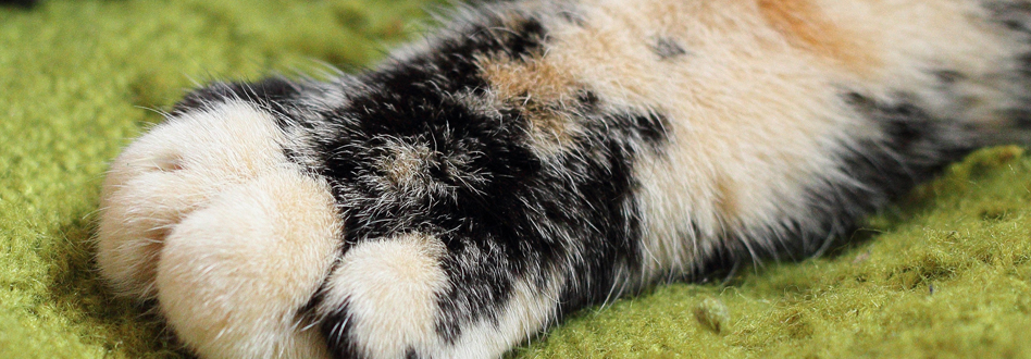 Como cortar unas a gato