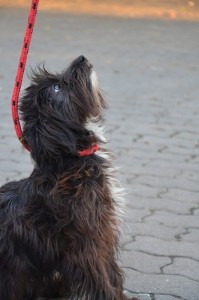 Preguntas antes de adoptar un perro