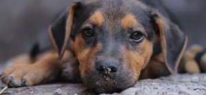 Preguntas antes de adoptar un perro.
