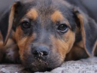 Preguntas antes de adoptar un perro.