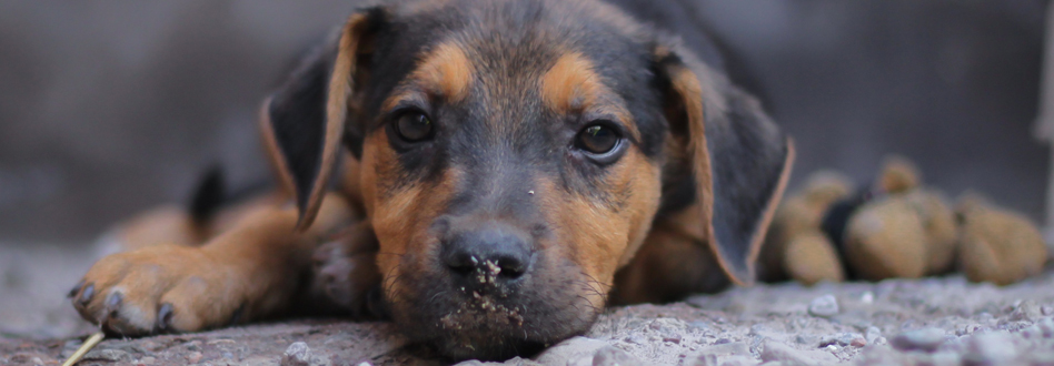 Preguntas antes de adoptar un perro.