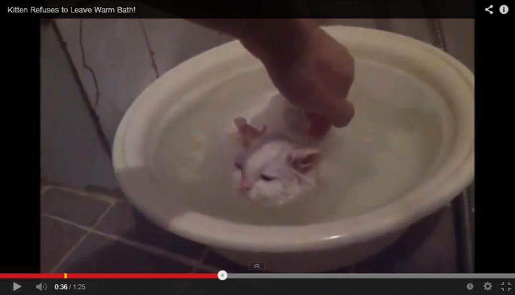Video divertido gatito no quiere salir de la bañera