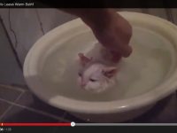 Video divertido gatito no quiere salir de la bañera