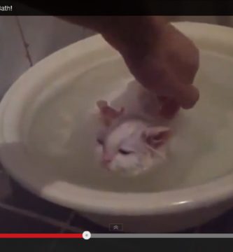 Video divertido gatito no quiere salir de la bañera