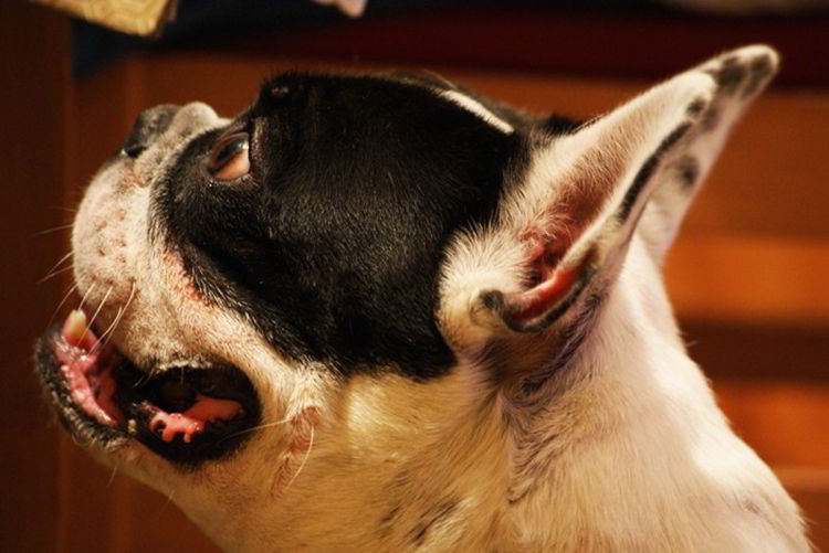 síndrome braquicefálico perros