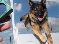 Clicker en entrenamiento perro