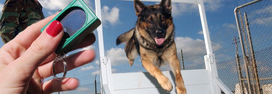 Clicker en entrenamiento perro