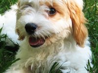 limpiar ojos bichon maltes