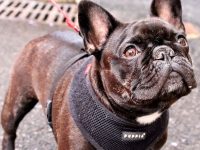 como hacer vomitar a un perro