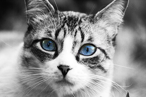 esterilizar_gato2