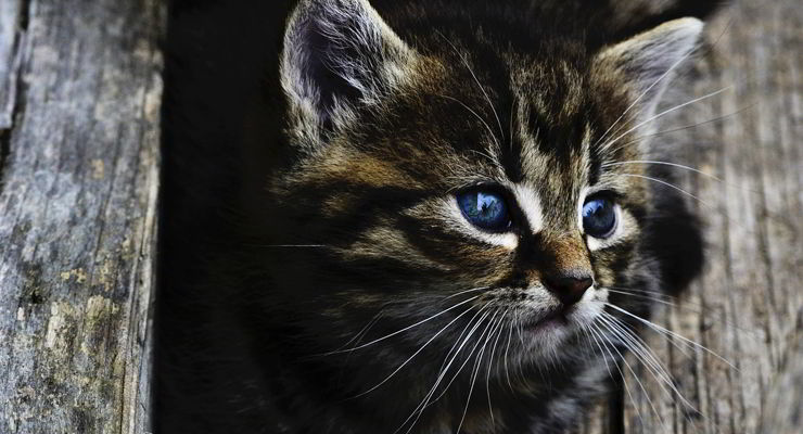 esterilizacion de gatos
