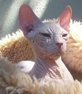 gato-sin-pelo-Kohana