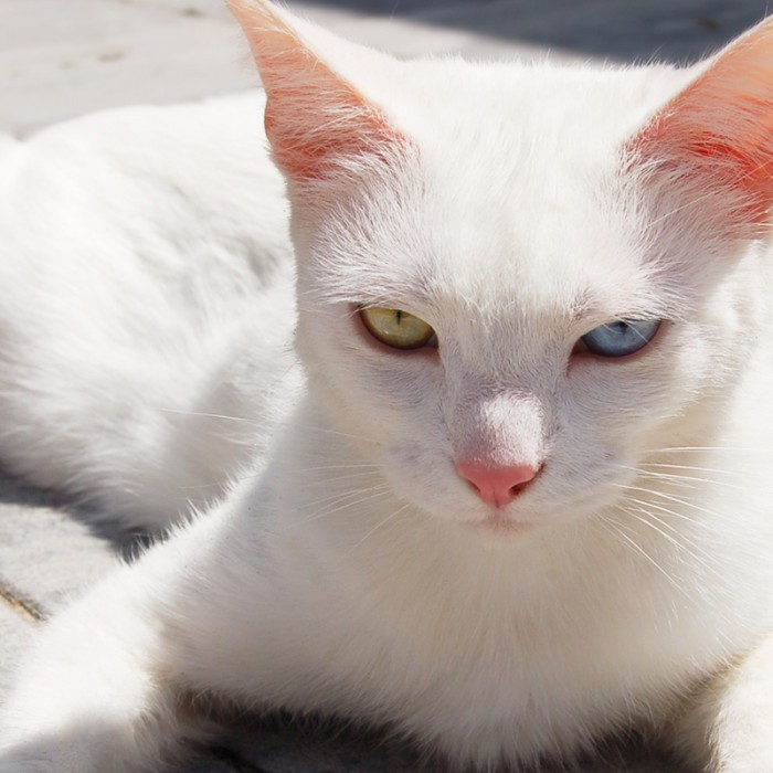 Gato blanco por gen W, con un ojo de cada color