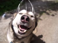 Video divertido husky descubre masaje de cabeza