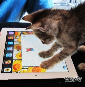 Gatito jugando un juego de i-pad para gatos