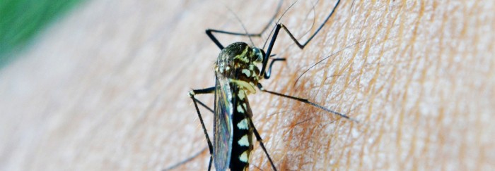 Lesihamniosis o leishmania en perros