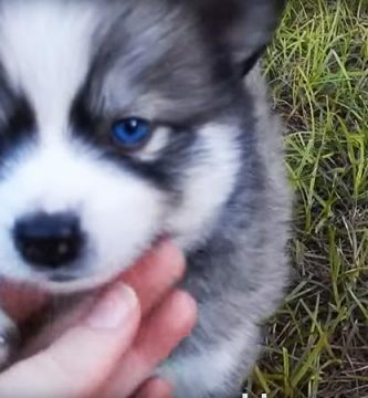 pomsky