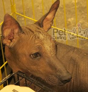 Raza perro xoloitzcuintle, azteca o calvo mexicano