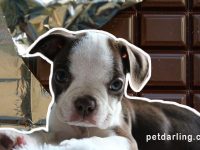 que pasa si un perro come chocolate