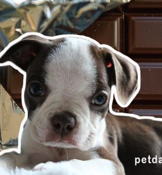 que pasa si un perro come chocolate