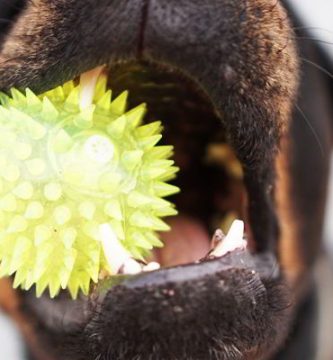 perros con mordida mas fuerte