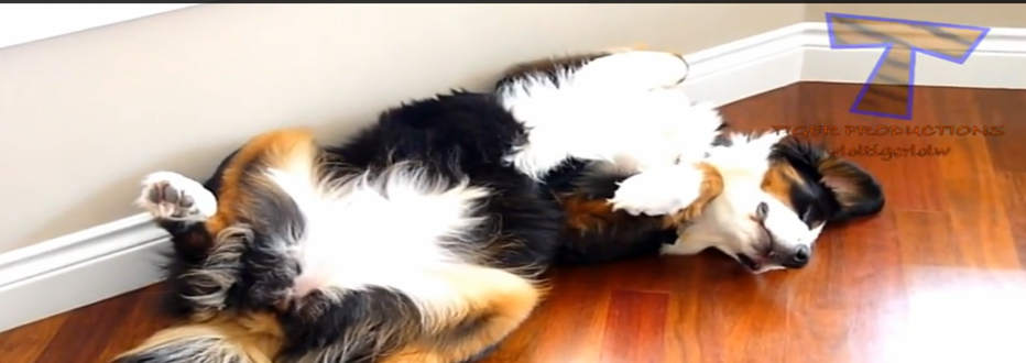 Video divertido de perros y gatos durmiendo