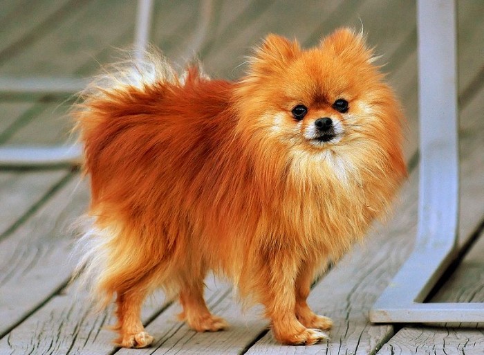 perro pomerania caracteristicas aspecto
