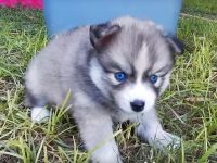 perro pomsky