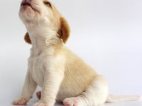 por qué aullan los perros