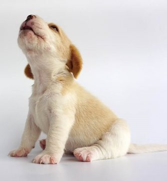 por qué aullan los perros