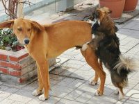 porque un perro macho monta a otro macho