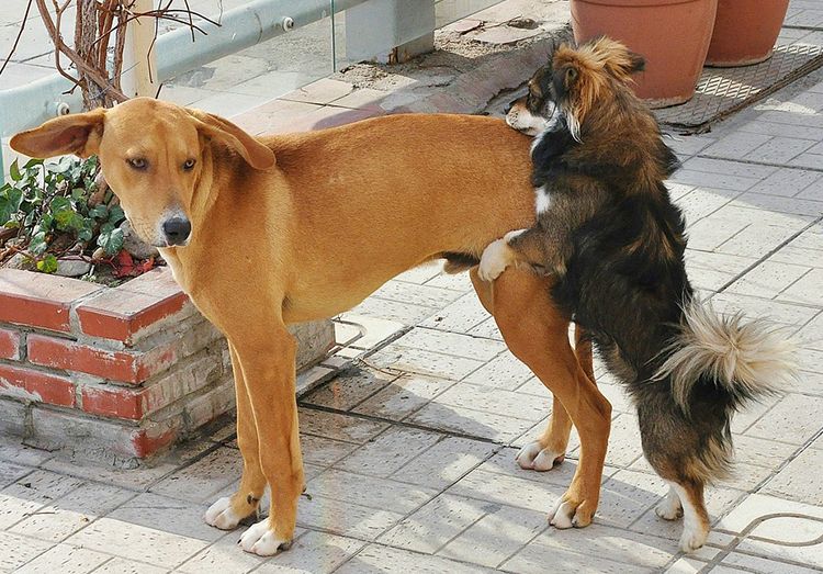 porque un perro macho monta a otro macho