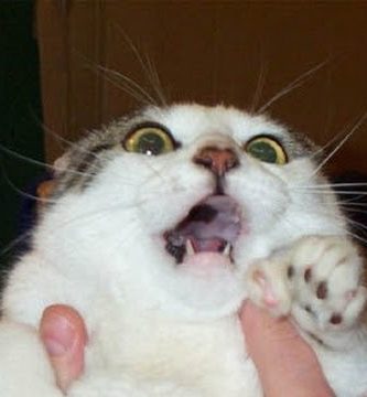 Video divertido gatos asustados