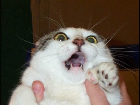 Video divertido gatos asustados