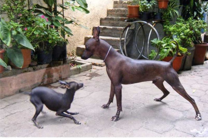 perros-sin-pelo-perro-xoloitzcuintle