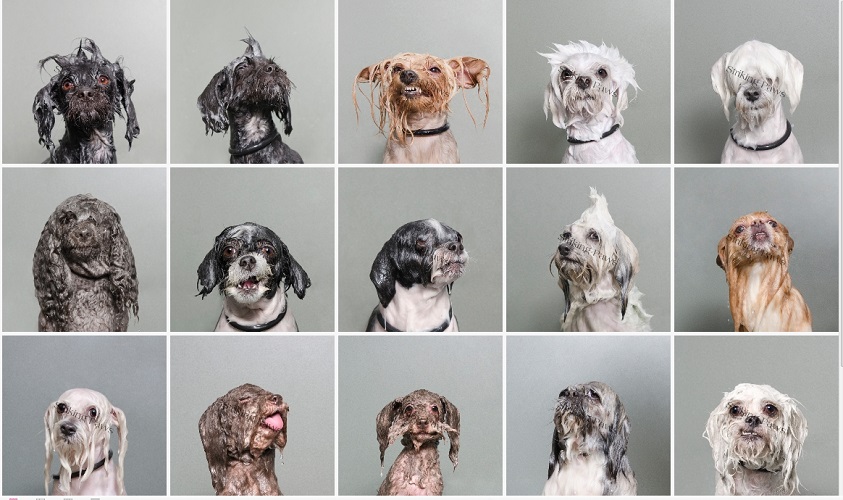 Perros mojados fotografia sophie gamand